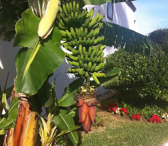 Pearl * Costa Adeje (Tenerife)